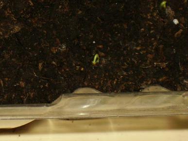 Kiwi Seeds Germinating